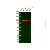 ENPP2/ATX Antibody,ExactAb™, Validated, 1.0 mg/mL,阿拉丁
