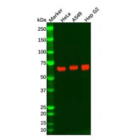Recombinant Keap1 Antibody,重组, ExactAb™, 已验证, 高性能, 见COA,阿拉丁