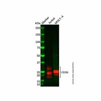 Recombinant CD3G Antibody，ExactAb™, 已验证, High performance, 重组, 0.9 mg/mL，阿拉丁