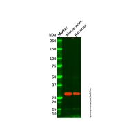 MSC Antibody,已验证, ExactAb™, 无载体, 1.0 mg/mL,阿拉丁