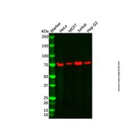 Recombinant MTA2/PID Antibody，ExactAb™, Validated, 重组, 0.8 mg/mL，阿拉丁