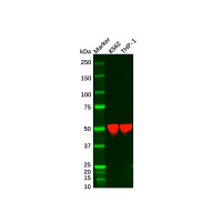 Recombinant ARRB1 Antibody,ExactAb™, Validated, 重组, 1.2 mg/mL,阿拉丁