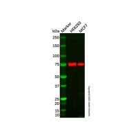 Recombinant FRS2 Antibody,重组, ExactAb™, 已验证, 见COA,阿拉丁