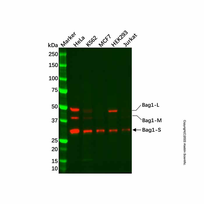 Recombinant Bag1 Antibody,ExactAb™, Validated, 重组, 1.0 mg/mL,阿拉丁产品图