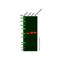 Recombinant LOX Antibody,重组, ExactAb™, 已验证, 见COA,阿拉丁