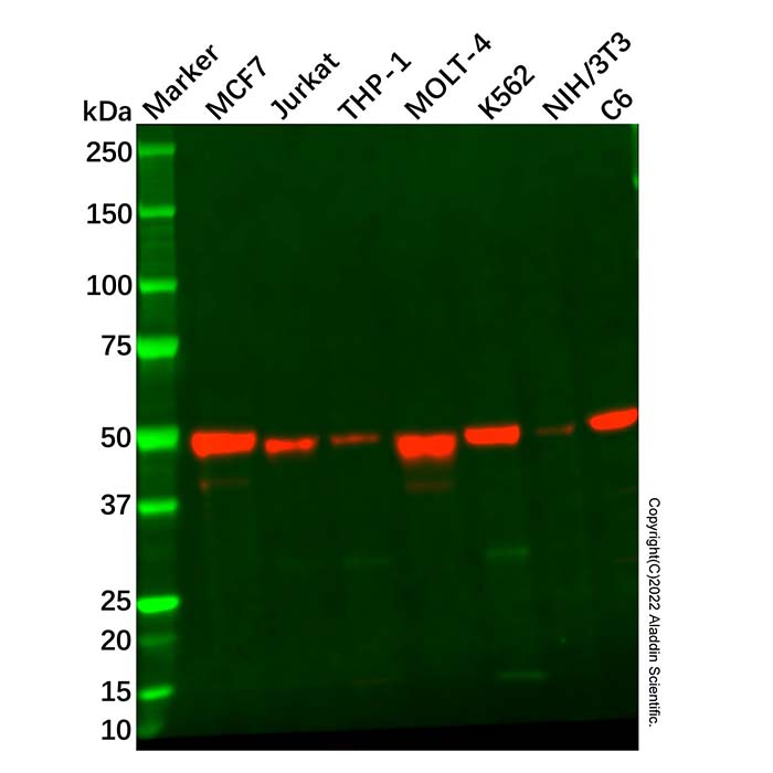 Recombinant IRF1 Antibody，ExactAb™, Validated, 重组, 1.0 mg/mL，阿拉丁产品图