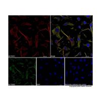 Goat Anti-Rabbit IgG H&L (AF647),ExactAb™, 已验证, Ex:650nm, Em:668nm, 1.0 mg/mL,阿拉丁