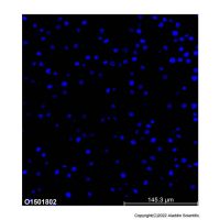 Hoechst 33342 染色液,23491-52-3,适用于免疫荧光(IF), BioReagent, 即用型, 生物染色剂, 适用于荧光分析, 生物染料级, 用于显微镜, 用于细胞培养, 1.0 mg/ml in H₂O,阿拉丁