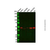 MEK4/MKK4 Antibody，ExactAb™, Validated, Carrier Free, 1.0 mg/mL，阿拉丁