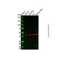 EDA Antibody,Validated, 1.0 mg/mL,阿拉丁