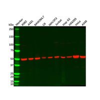 Recombinant Alpha Tubulin Antibody,ExactAb™, Validated, 重组, 0.25 mg/mL,阿拉丁