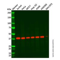 Hsp40 Mouse mAb，ExactAb™, Validated, 1.0 mg/mL，阿拉丁