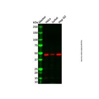 Recombinant eEF1A1/EF-Tu Antibody，重组, ExactAb™, 已验证, 见COA，阿拉丁