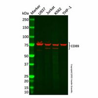 Recombinant CD89 Antibody,重组, ExactAb™, 已验证, 见COA,阿拉丁