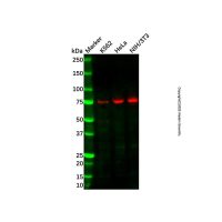 Recombinant Cytochrome P450 Reductase Antibody，ExactAb™, Validated, 重组, 0.3 mg/mL，阿拉丁