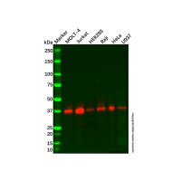 Recombinant CD83 Antibody，ExactAb™, Validated, 重组, 1.5 mg/mL，阿拉丁