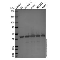 Goat Anti-Mouse IgG H&L (Alkaline Phosphatase),已验证, 见COA,阿拉丁