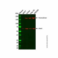 Recombinant Alas1 Antibody,重组, ExactAb™, 敲低验证, 已验证, 见COA,阿拉丁