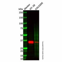 Recombinant GAL4 Antibody，重组, ExactAb™, 已验证, 见COA，阿拉丁