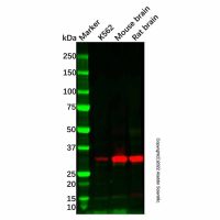 Recombinant EB3 Antibody,重组, ExactAb™, 已验证, 见COA,阿拉丁