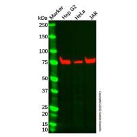 Recombinant Alkaline Phosphatase Antibody,重组, ExactAb™, 已验证, 高性能, 见COA,阿拉丁