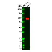 Recombinant FAP Antibody，ExactAb™, Validated, 重组, 1.5 mg/mL，阿拉丁