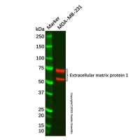 Recombinant Extracellular matrix protein 1 Antibody，重组, ExactAb™, 已验证, 见COA，阿拉丁