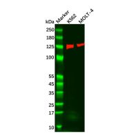 Recombinant Carma 1/CARD11 Antibody,ExactAb™, Validated, 重组, 1.5 mg/mL,阿拉丁