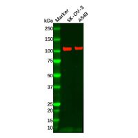 ECT2 Mouse mAb,ExactAb™, Validated, Carrier Free, 0.5 mg/mL,阿拉丁