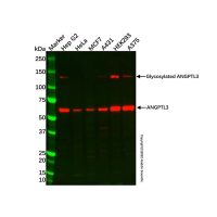 Recombinant ANGPTL3 Antibody，重组, ExactAb™, 已验证, 见COA，阿拉丁