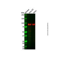 Recombinant KCTD3 Antibody,ExactAb™, Validated, Recombinant, 0.3 mg/mL,阿拉丁