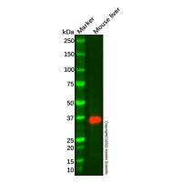 Recombinant ALAD Antibody，ExactAb™, Validated, Recombinant, 0.6 mg/mL，阿拉丁