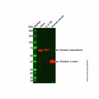 Recombinant Clusterin Antibody,ExactAb™, Validated, 重组, 0.1 mg/mL,阿拉丁