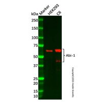 Abi-1 Antibody,Validated, 1.0 mg/mL,阿拉丁