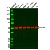Recombinant CUG-BP1 Antibody,ExactAb™, Validated, 重组, 0.2 mg/mL,阿拉丁