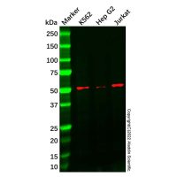 Recombinant Cytochrome P450 17A1/CYP17A1 Antibody，ExactAb™, Validated, 重组, 0.5 mg/mL，阿拉丁