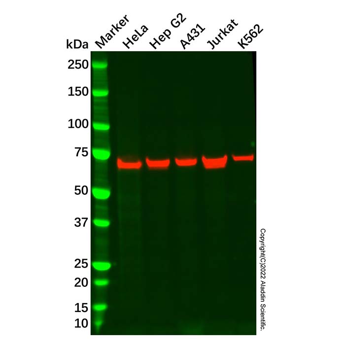 Recombinant COG6 Antibody,ExactAb™, Validated, Recombinant, 0.2 mg/mL,阿拉丁产品图