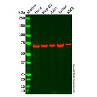 Recombinant COG6 Antibody，ExactAb™, Validated, Recombinant, 0.2 mg/mL，阿拉丁