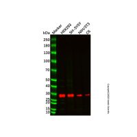 Recombinant Hes1 Antibody,重组, ExactAb™, 已验证, 见COA,阿拉丁