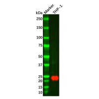 Recombinant Glutathione Peroxidase 1 Antibody,重组, ExactAb™, 已验证, 高性能, 见COA,阿拉丁