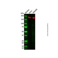 Recombinant GCN2 Antibody,重组, ExactAb™, 敲低验证, 已验证, 见COA,阿拉丁