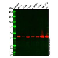 Recombinant Cyclophilin 40 Antibody，重组, ExactAb™, 已验证, 高性能, 见COA，阿拉丁
