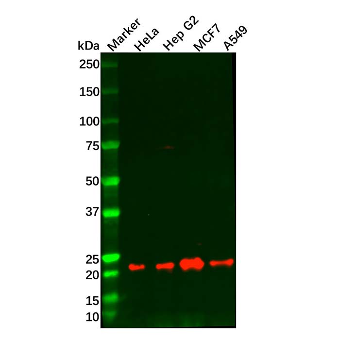Recombinant Bad Antibody,ExactAb™, Validated, 重组, 0.2 mg/mL,阿拉丁产品图