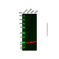 Recombinant BTG1 Antibody,ExactAb™, Validated, 重组, 0.5 mg/mL,阿拉丁