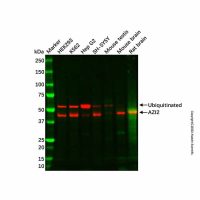 Recombinant AZI2 Antibody,重组, ExactAb™, 已验证, 见COA,阿拉丁