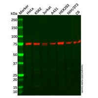 DDX3 Mouse mAb,ExactAb™, Validated, 1.0 mg/mL,阿拉丁
