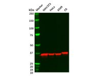 Recombinant ANXA2 Antibody，ExactAb™, Validated, 重组, 0.3 mg/mL，阿拉丁