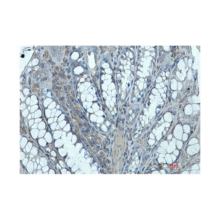 Recombinant Ihh Antibody,ExactAb™, Validated, 重组, 0.3 mg/mL,阿拉丁产品图