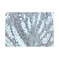 Recombinant Ihh Antibody，ExactAb™, Validated, 重组, 0.3 mg/mL，阿拉丁