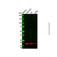 Recombinant LMO2 Antibody，重组, ExactAb™, 已验证, 见COA，阿拉丁